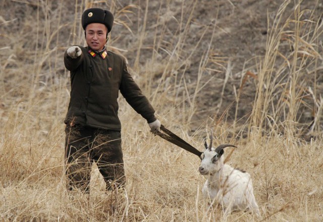 Binh sĩ Triều Tiên dắt dê tại một cánh đồng khô cháy trên đảo Hwanggumpyong.