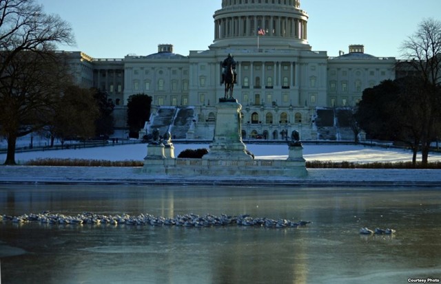 Chim mòng biển đậu trên mặt hồ đóng băng trước tòa nhà quốc hội Mỹ ở Washington.