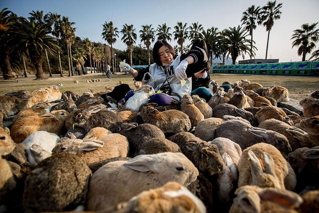 Hai du khách ngồi cho thỏ ăn trên đảo Okunoshima ở Takehara, Nhật Bản.