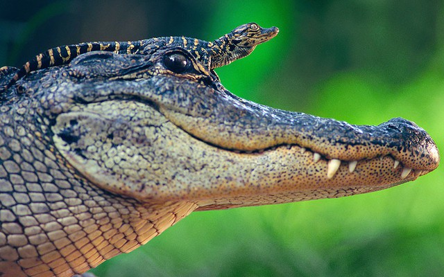 Cá sấu con ngồi trên đầu mẹ trong trang trại cá sấu St. Augustine ở Florida, Mỹ.