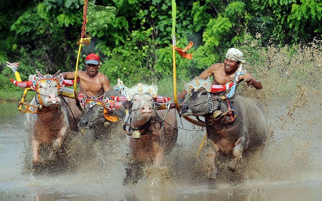 Cuộc đua trâu nước được tổ chức trên cánh đồng tại ngôi làng Kaliakah trên đảo Bali, Indonesia.