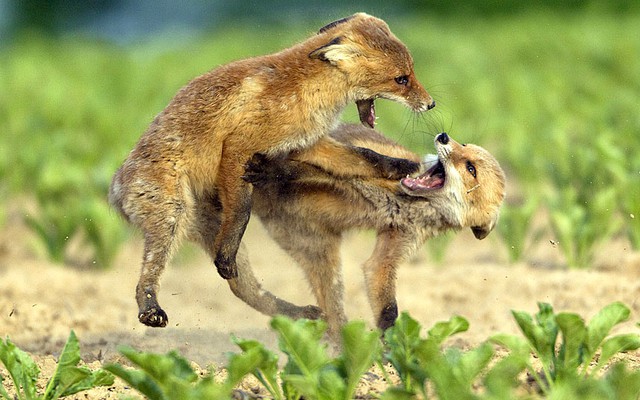 Hai chú cáo đỏ con đánh nhau tranh giành thức ăn ở Holle, Đức.