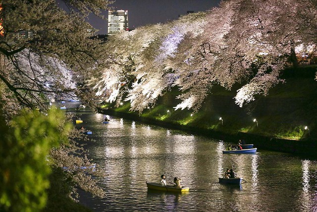 Mọi người chèo thuyền chiêm ngưỡng hoa anh đào nở rộ tại Cung điện Hoàng gia ở Tokyo Nhật Bản.