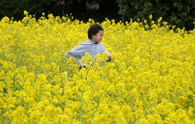 Một cậu bé chạy trên cánh đồng hoa mù tạc khi thời tiết chuyển sang mùa xuân trong một công viên ở thủ đô Tokyo, Nhật Bản.