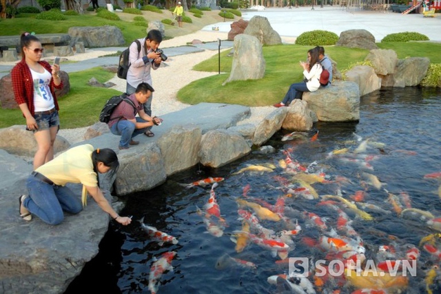 Một người trực tiếp nuôi và chăm sóc loại cá này trong hồ ở khu du lịch ở huyện Hóc Môn cho biết, đây là cá chép thuộc dòng cá Koi rất được ưa chuộng trên thế giới.