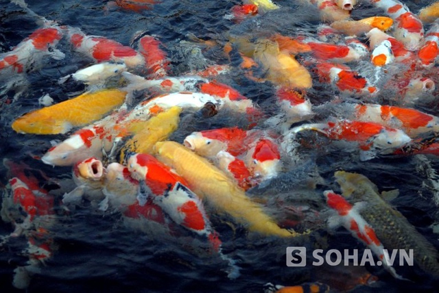 Tùy vào đặc điểm của từng con cá mà cá Koi sẽ có giá trị khác nhau, con thấp nhất có giá vài nghìn đến hàng chục nghìn USD.