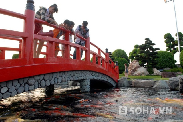 Người Nhật Bản quan niệm, cá Koi là biểu tượng cho sự dũng cảm, khả năng sinh sôi và tuổi thọ, ngoài ra loài vật đem lại sự may mắn, giàu sang và thịnh vượng. Cá Koi Nhật Bản được biết đến với hơn 20 loại nhưng dòng Red Chagoi vẫn được coi là vua của các loại cá Koi.