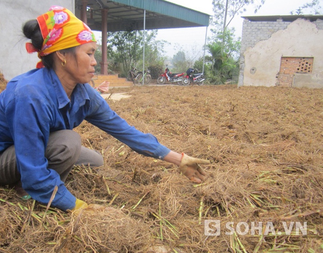 Từ lâu, rế hương rừng ở làng Quỳnh Thắng được người dân trong và ngoài vùng biết đến với mùi thơm đặc trưng.