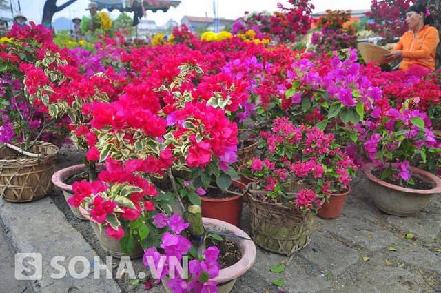 Chợ hoa đa dạng phong phú, nhiều nhất là mai kiểng với đủ kích cỡ...
