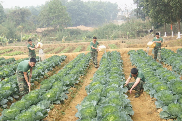 Chăm sóc vườn rau tăng gia