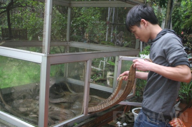 Hay những thanh niên trẻ tuổi ở làng rắn Lệ Mật có thể cầm những con rắn đang như chực cắn người ấy mà không mảy may