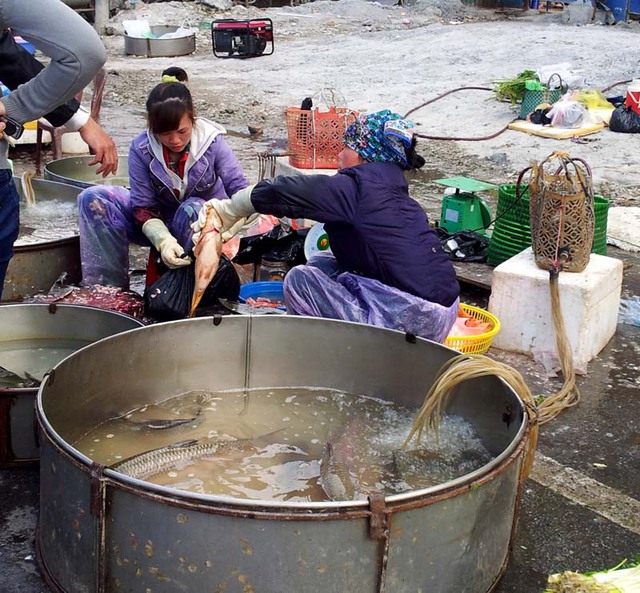 Sau Tết, cá rô phi được bán với mức giá 55.000 đồng/kg, thay vì 35.000 đồng/kg so với trước Tết.