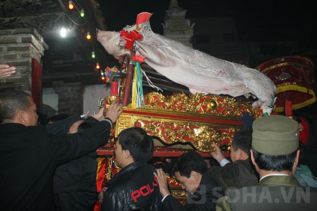 Là nghi thức nhận lợn tiến cung. Các trai làng cùng nâng cao 