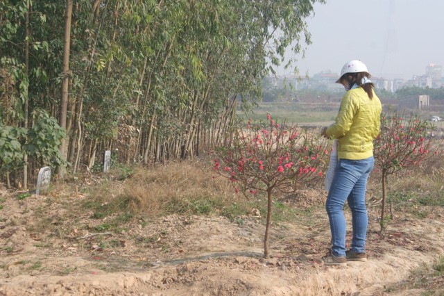 Thậm chí có người còn mang theo tiền lẻ... đi xem đào để đặt lễ lên các ngôi mộ nằm xen kẽ trong vườn đào này