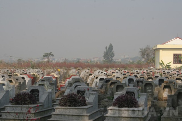 Hàng nghìn gốc đào được trồng bên cạnh các ngôi mộ ở nghĩa trang Đầm Sòi (Hà Đông)