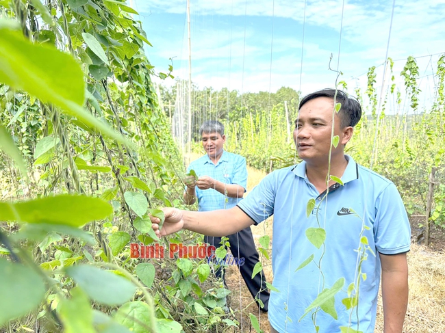 Trồng loại lá không bao giờ ế, cứ ra vườn hái là có tiền, nông dân kiếm 2 tỷ/năm- Ảnh 1.