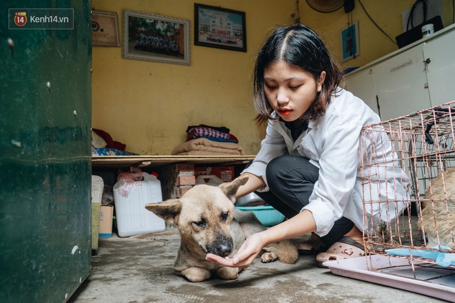Trạm cứu hộ chó, mèo của các bạn sinh viên ở Hà Nội: Chúng mình luôn sẵn sàng khi có cuộc gọi khẩn cấp - Ảnh 1.