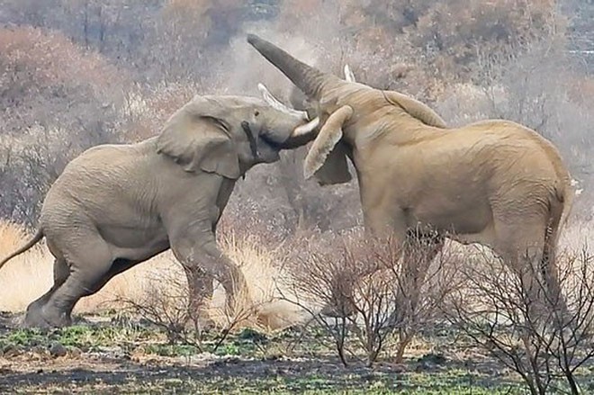 Cận cảnh cuộc chiến tàn khốc khiến voi khổng lồ chết thảm - Ảnh 4.