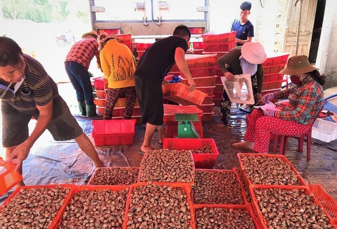 Tôm hùm, ốc hương tăng giá, ngư dân miền Trung tranh thủ bán hải sản chạy... bão - Ảnh 2.