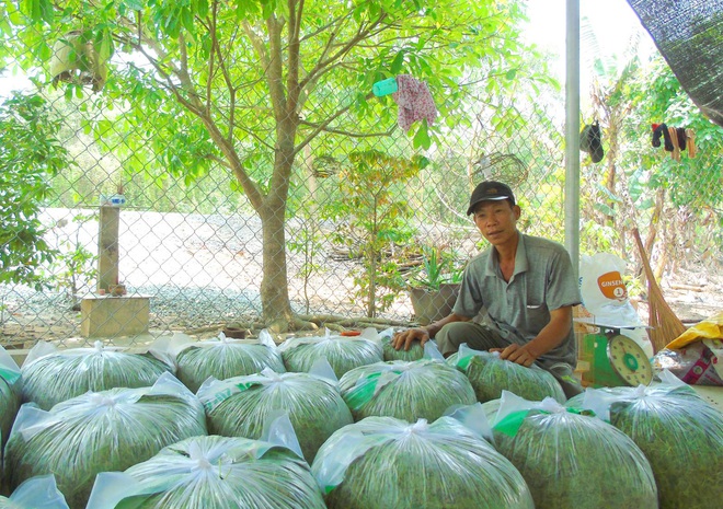 Lợi nhuận cao từ rau má đồng - Ảnh 1.