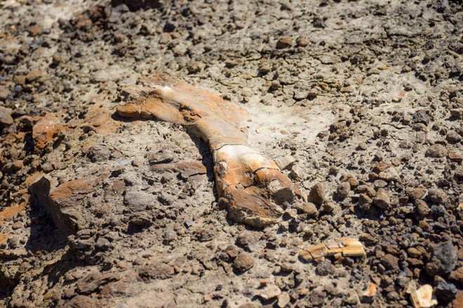 Đang đi bộ bất ngờ tìm thấy hóa thạch khủng long 69 triệu năm tuổi - Ảnh 1.