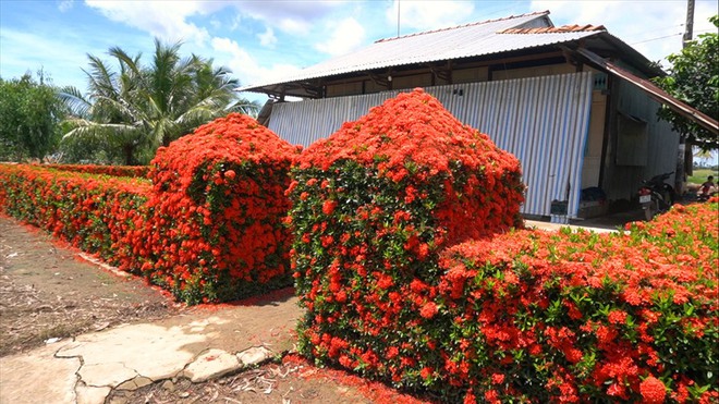 Những hàng rào, bức tường đẹp lạ, gây sốt ở Việt Nam - Ảnh 5.