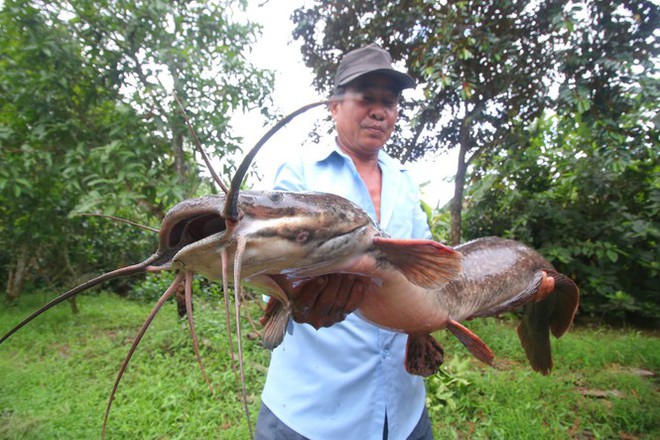 Bắt được cá trê ‘khủng’ dài 1 mét ở Hậu Giang - Ảnh 1.