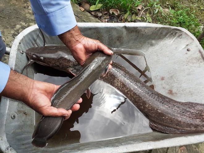 Bắt được cá trê ‘khủng’ dài 1 mét ở Hậu Giang - Ảnh 2.