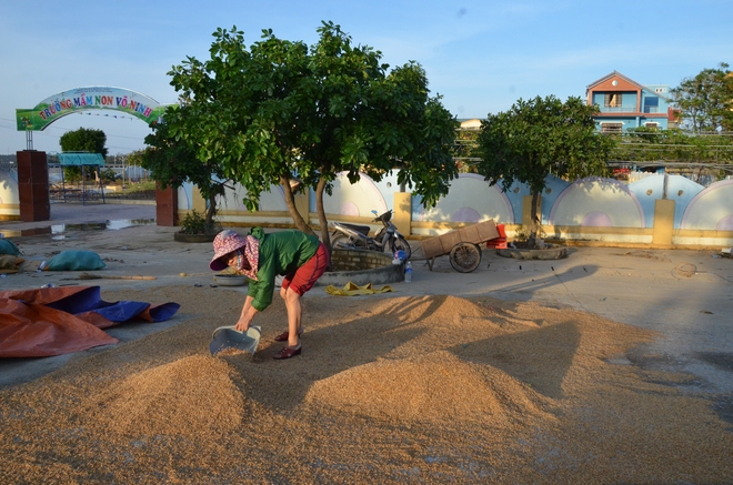 Lũ rút, dân Quảng Bình lao đao vì thóc lúa mọc mầm: Thóc này giờ chỉ phơi cho gà vịt ăn thôi - Ảnh 1.