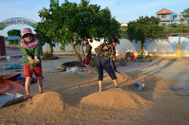 Lũ rút, dân Quảng Bình lao đao vì thóc lúa mọc mầm: Thóc này giờ chỉ phơi cho gà vịt ăn thôi - Ảnh 2.