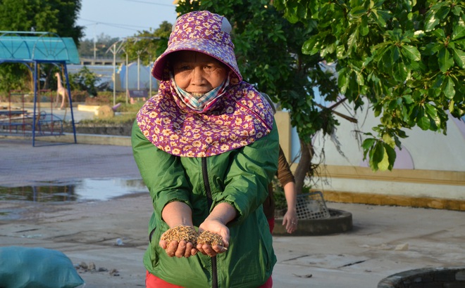 Lũ rút, dân Quảng Bình lao đao vì thóc lúa mọc mầm: 