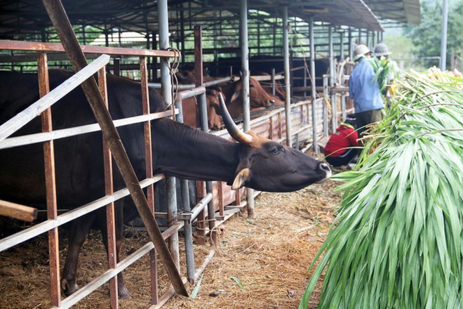 Vườn quốc gia Phước Bình sẽ chăm sóc đàn bò tót ốm đói, suy kiệt như thế nào? - Ảnh 3.