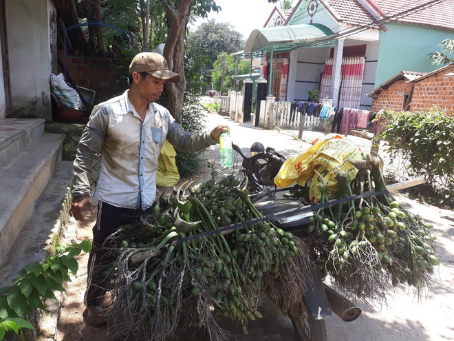 Bình Định: Giá cau tươi tăng gấp 4 lần, nông dân trồng cau giàu, lái gạ mua cả cau non, dân sợ không bán - Ảnh 1.