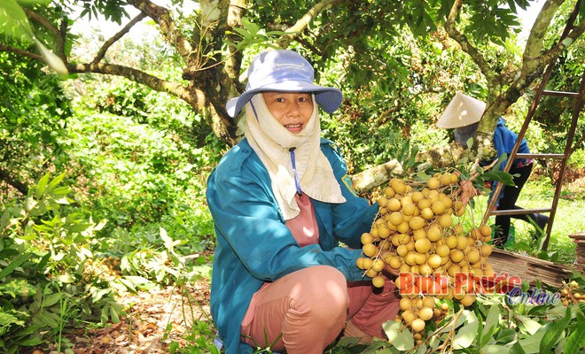 Ngọt ngào mùa nhãn Thanh Lương - Ảnh 1.