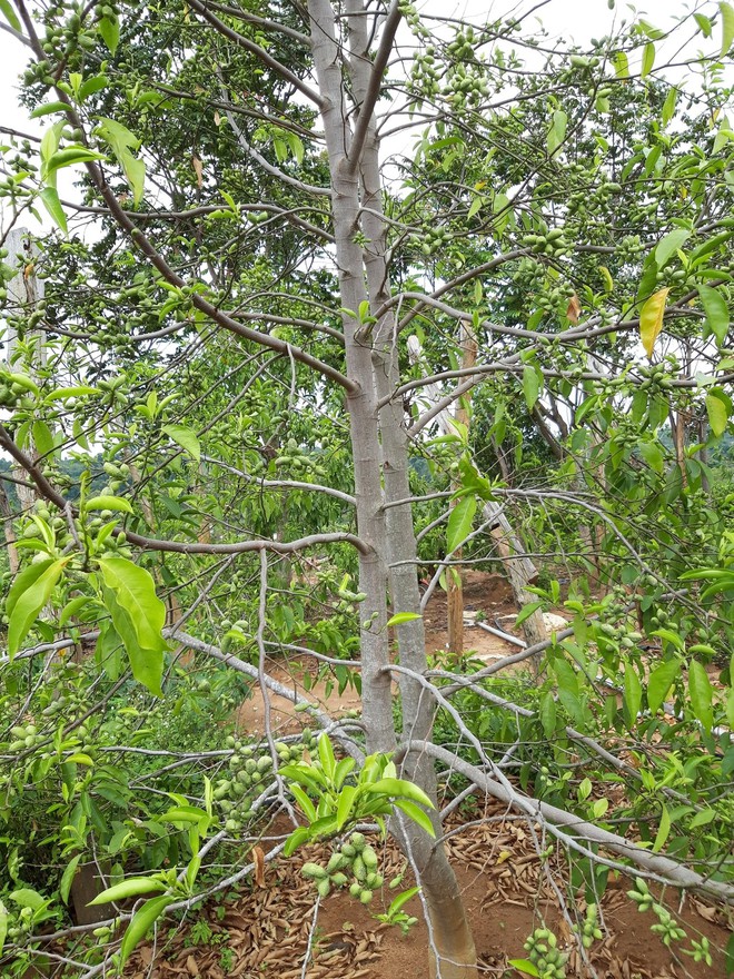 Thứ gia vị vàng của người Việt, ai ăn một lần đều sẽ nghiện - Ảnh 12. Thứ gia vị vàng của người Việt, ai ăn một lần đều sẽ nghiện - Ảnh 12.