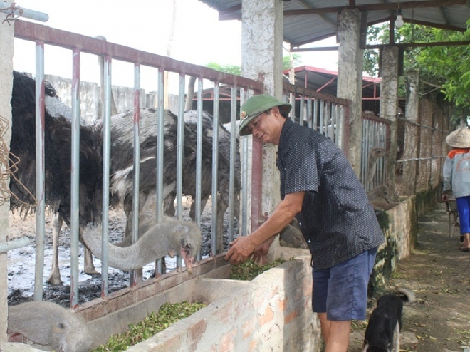 Chim khổng lồ, chim trĩ, chim bồ câu giúp nông dân thu lợi lớn, phất lên nhanh - Ảnh 3.