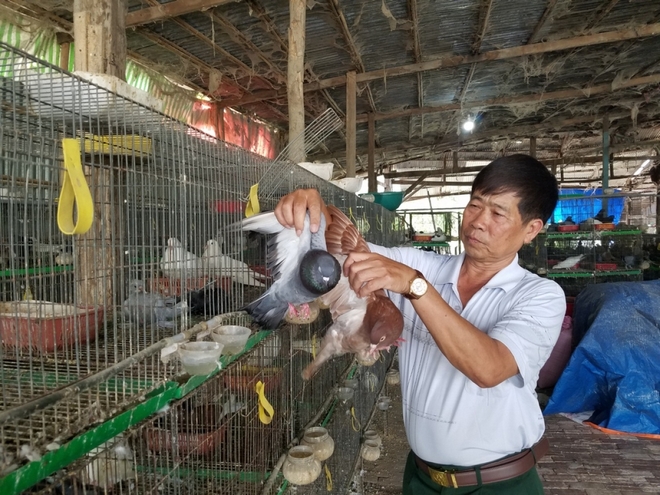 Chim khổng lồ, chim trĩ, chim bồ câu giúp nông dân thu lợi lớn, phất lên nhanh - Ảnh 5.