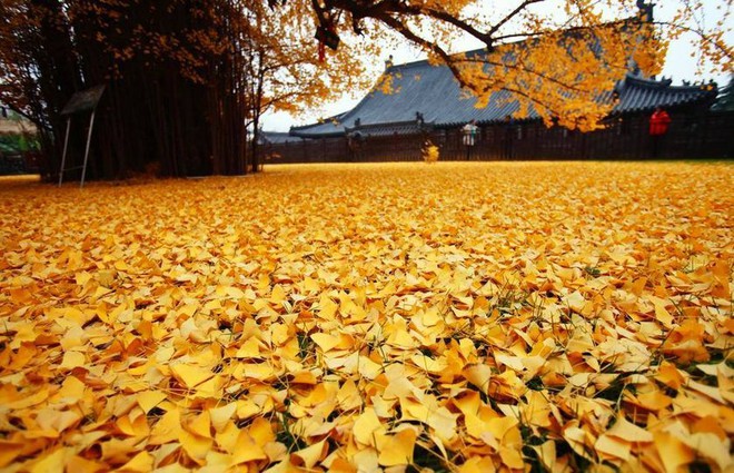 Chiêm ngưỡng cây vàng nghìn năm tuổi đẹp nao lòng ở Trung Quốc - Ảnh 1.
