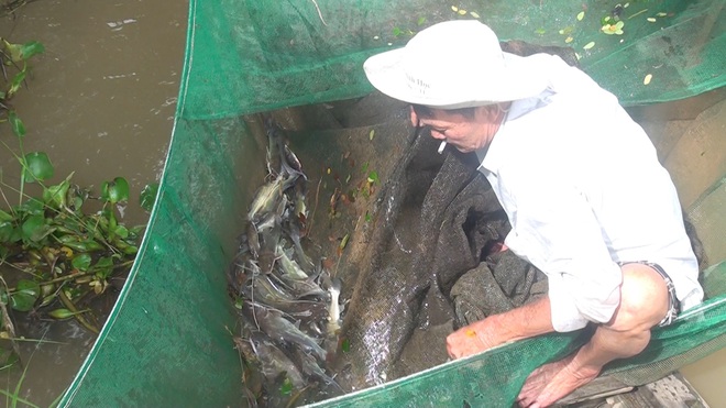 Người dân Phú Hữu đặt Vó cất, Ụ lươn khi lũ về - Ảnh 1.