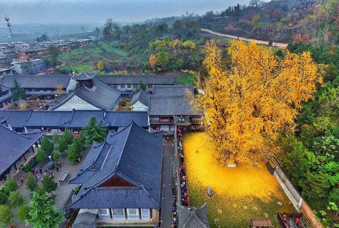 Chiêm ngưỡng cây vàng nghìn năm tuổi đẹp nao lòng ở Trung Quốc - Ảnh 2.
