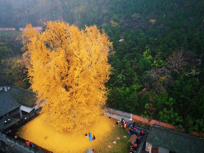 Chiêm ngưỡng cây vàng nghìn năm tuổi đẹp nao lòng ở Trung Quốc - Ảnh 3.
