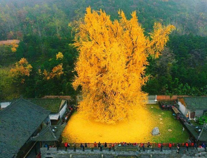 Chiêm ngưỡng cây vàng nghìn năm tuổi đẹp nao lòng ở Trung Quốc - Ảnh 4.