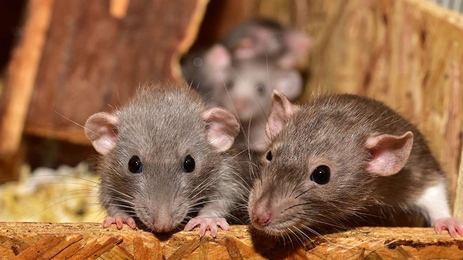 Phát hiện virus lây từ người sang người, gây cʜếᴛ chóc tại Bolivia: Dấy lên lo ngại bùng phát dịch bệnh mới! - Ảnh 2. Phát hiện virus lây từ người sang người, gây cʜếᴛ chóc tại Bolivia: Dấy lên lo ngại bùng phát dịch bệnh mới! - Ảnh 2.