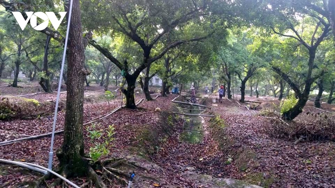 Hồng xiêm được giá, nhà vườn Tiền Giang nhân rộng diện tích - Ảnh 2.