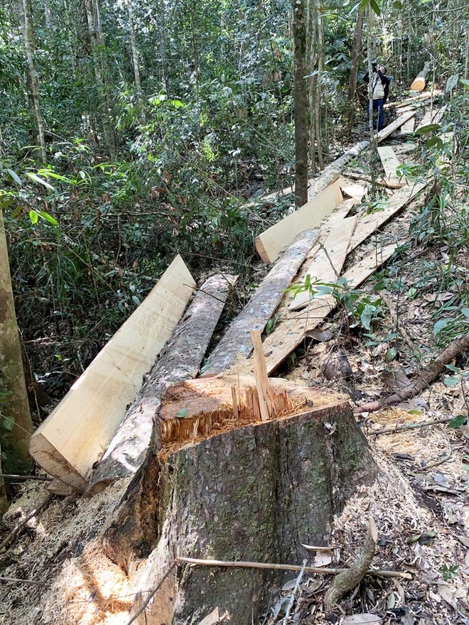 Rừng nguyên sinh bị tàn phá, gỗ lậu lọt vào nhà... Tổ trưởng bảo vệ rừng - Ảnh 4.