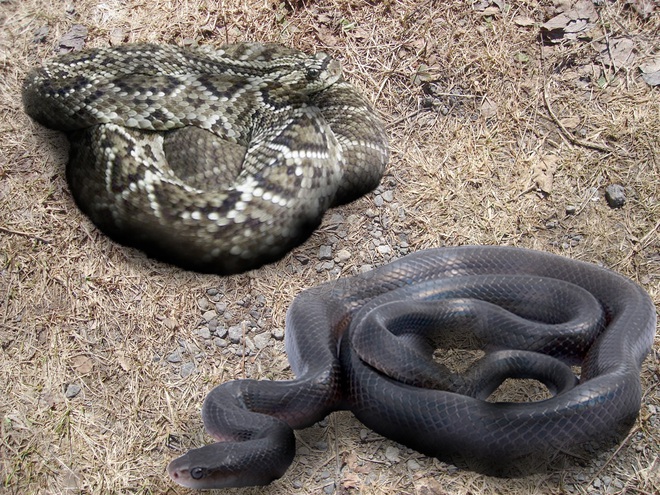 Cơn ác mộng của rắn đuôi chuông, nọc độc cũng bất lực khi bị kẻ thù ăn thịt dần từ đuôi lên đầu - Ảnh 1.