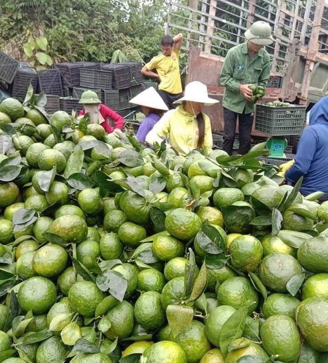 Cam sành Tuyên Quang, Hà Giang giá chỉ còn vài nghìn đồng/kg, người mua cũng sững sờ - Ảnh 2.