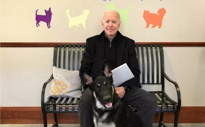 Ông Biden và chú chó Major. Ảnh: Fox News