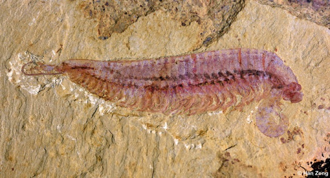 Khai quật hóa thạch quái vật 5 mắt 518 triệu tuổi, vẫn còn nguyên vẹn - Ảnh 2.