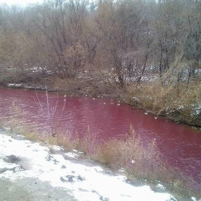 Rùng mình cảnh sông ở Nga đỏ dị thường, động vật không dám xuống - Ảnh 1.